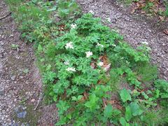 Anemonastrum crinitum