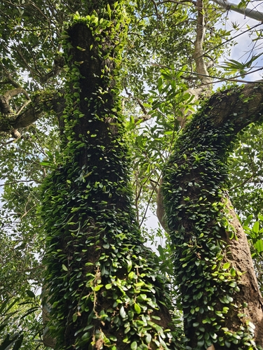 Foto de Chifre-de-veado