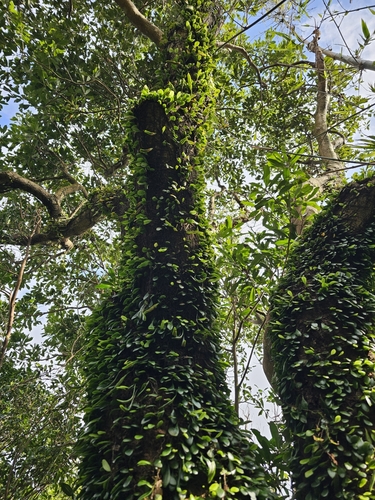 Foto de Chifre-de-veado