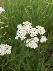 Achillea millefolium