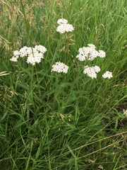 Achillea millefolium