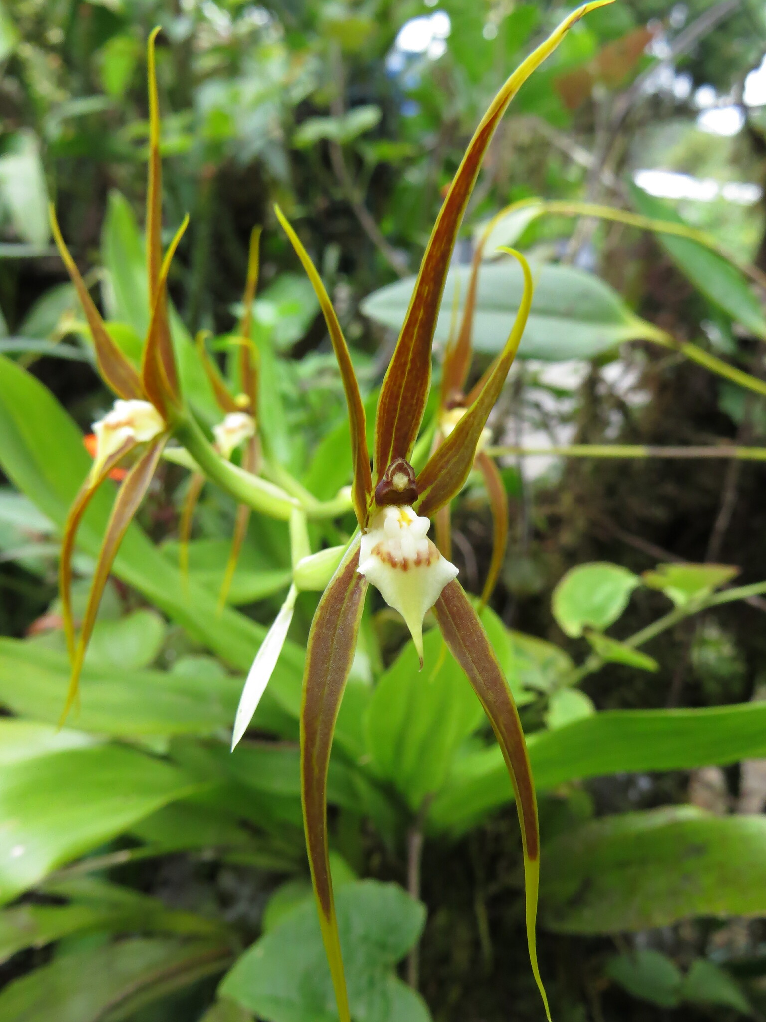 Brassia ocanensis Lindl.