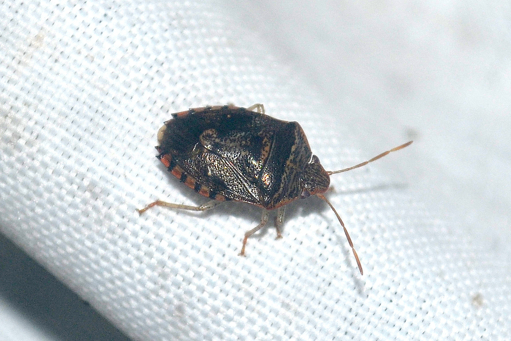 Pallantia macula
