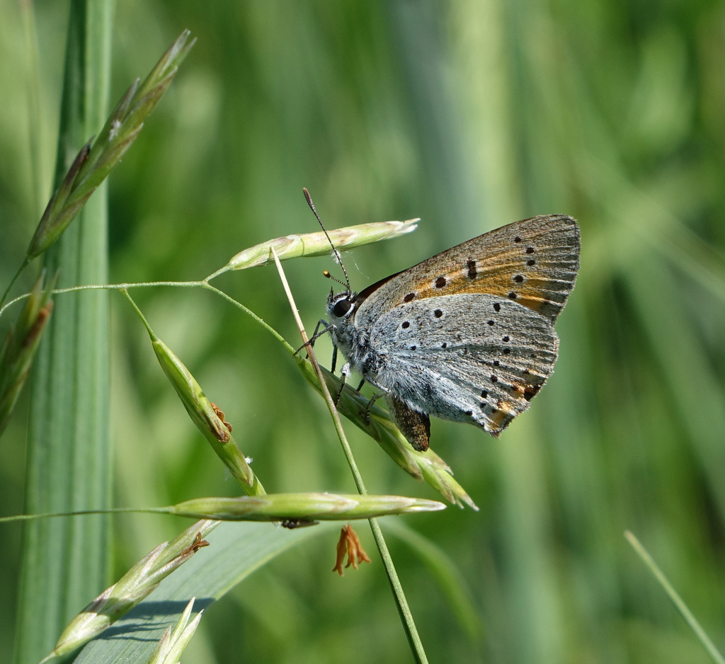 Large Copper
