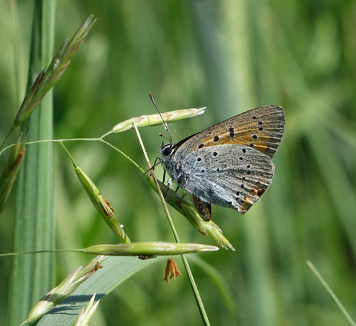 Large Copper