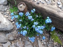 Myosotis alpestris