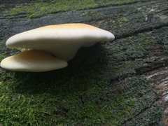 Buglossoporus quercinus