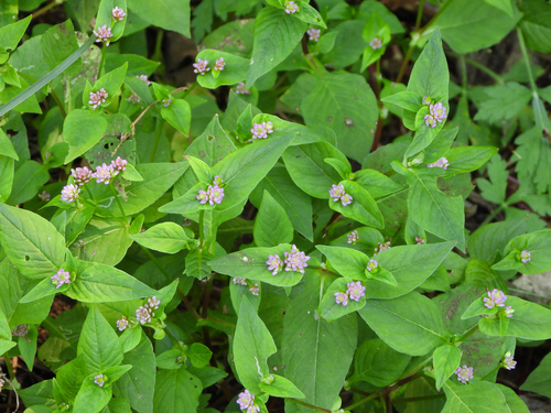 Persicaria nepalensis (Meisn.) H.Gross