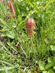 Lilieae