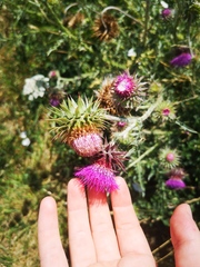 Carduus nutans nutans