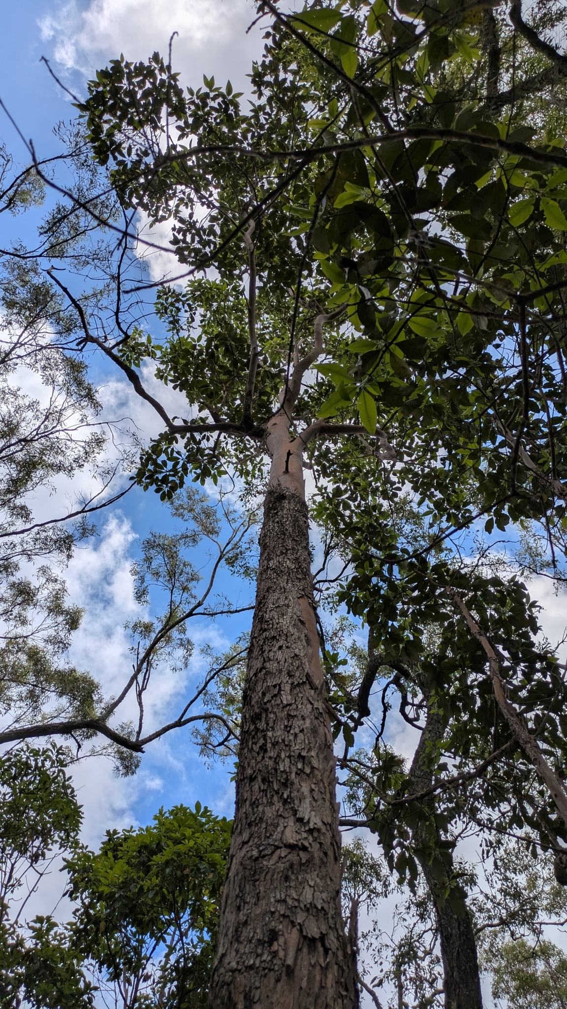 Imagem de Árvore-de-fogo