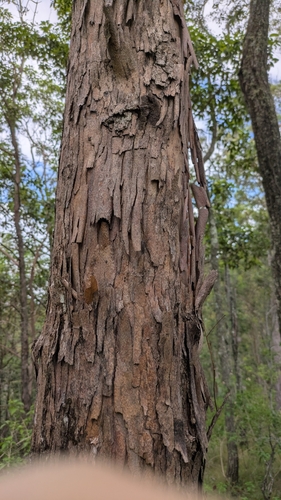 Foto de Árvore-de-fogo