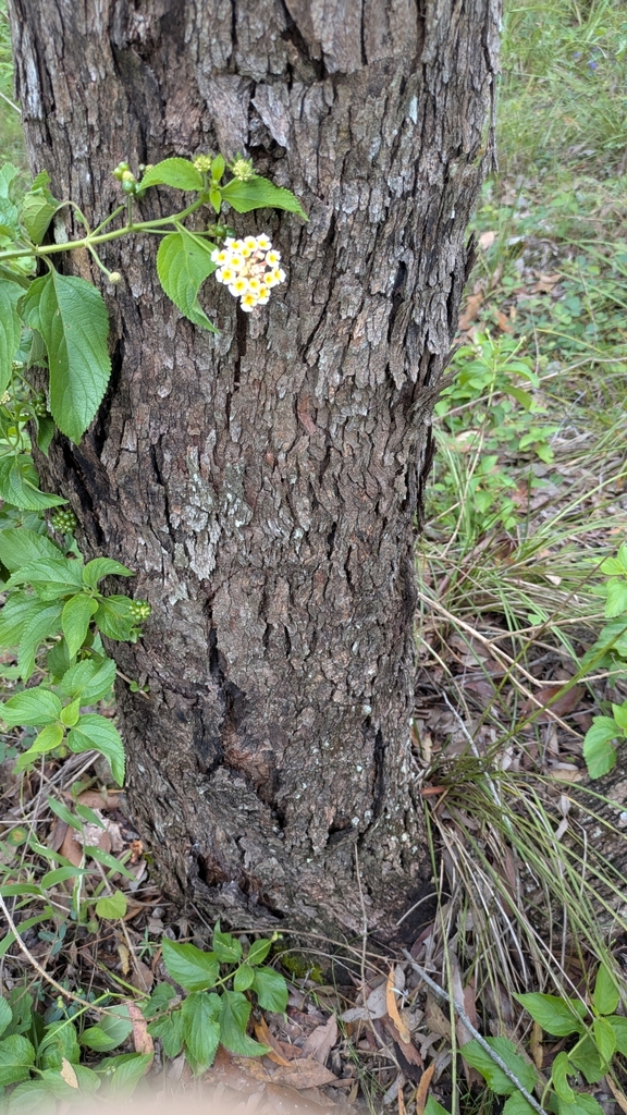 Foto de Árvore-de-fogo