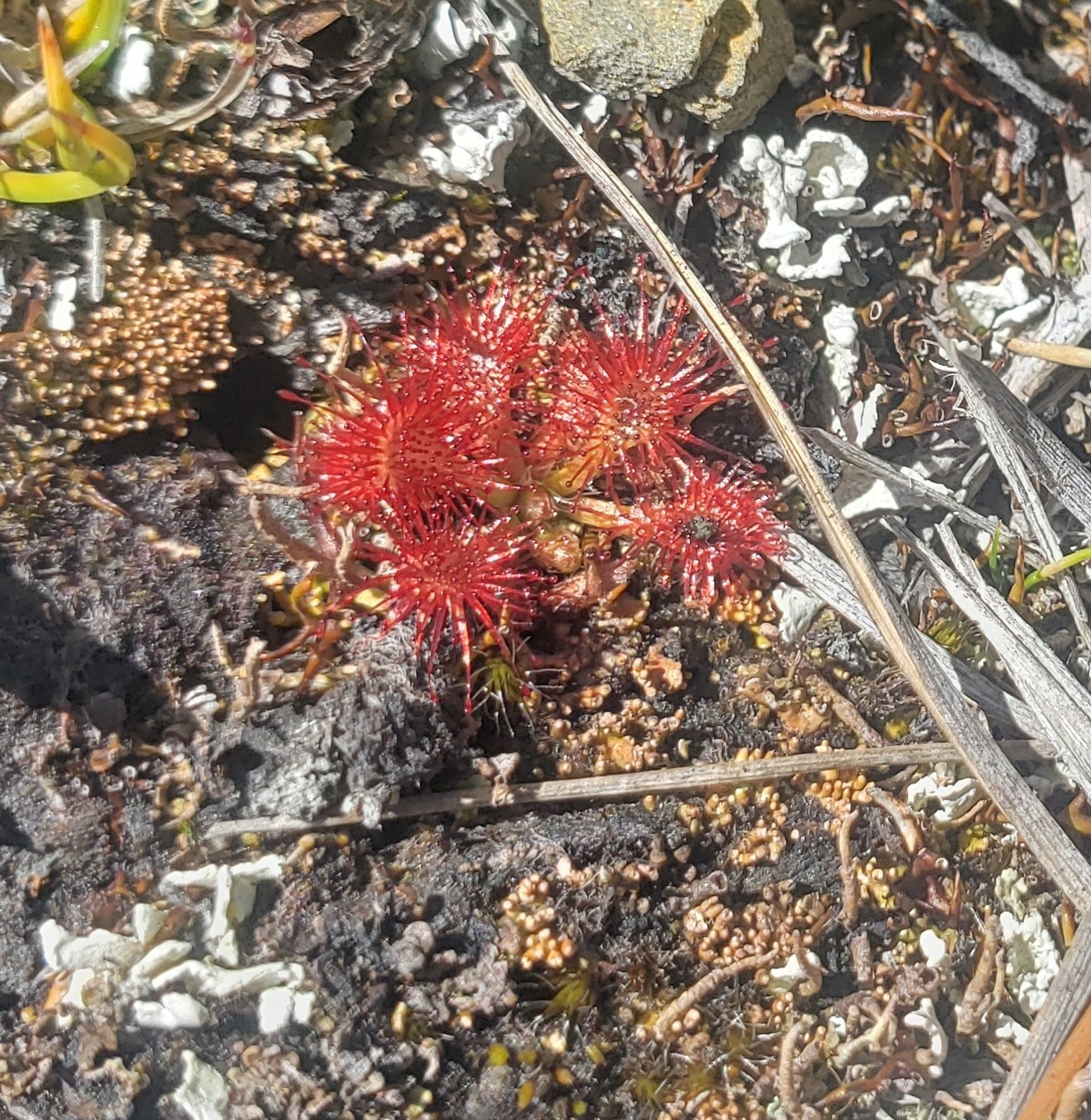 Imagem de Drosera espatulada
