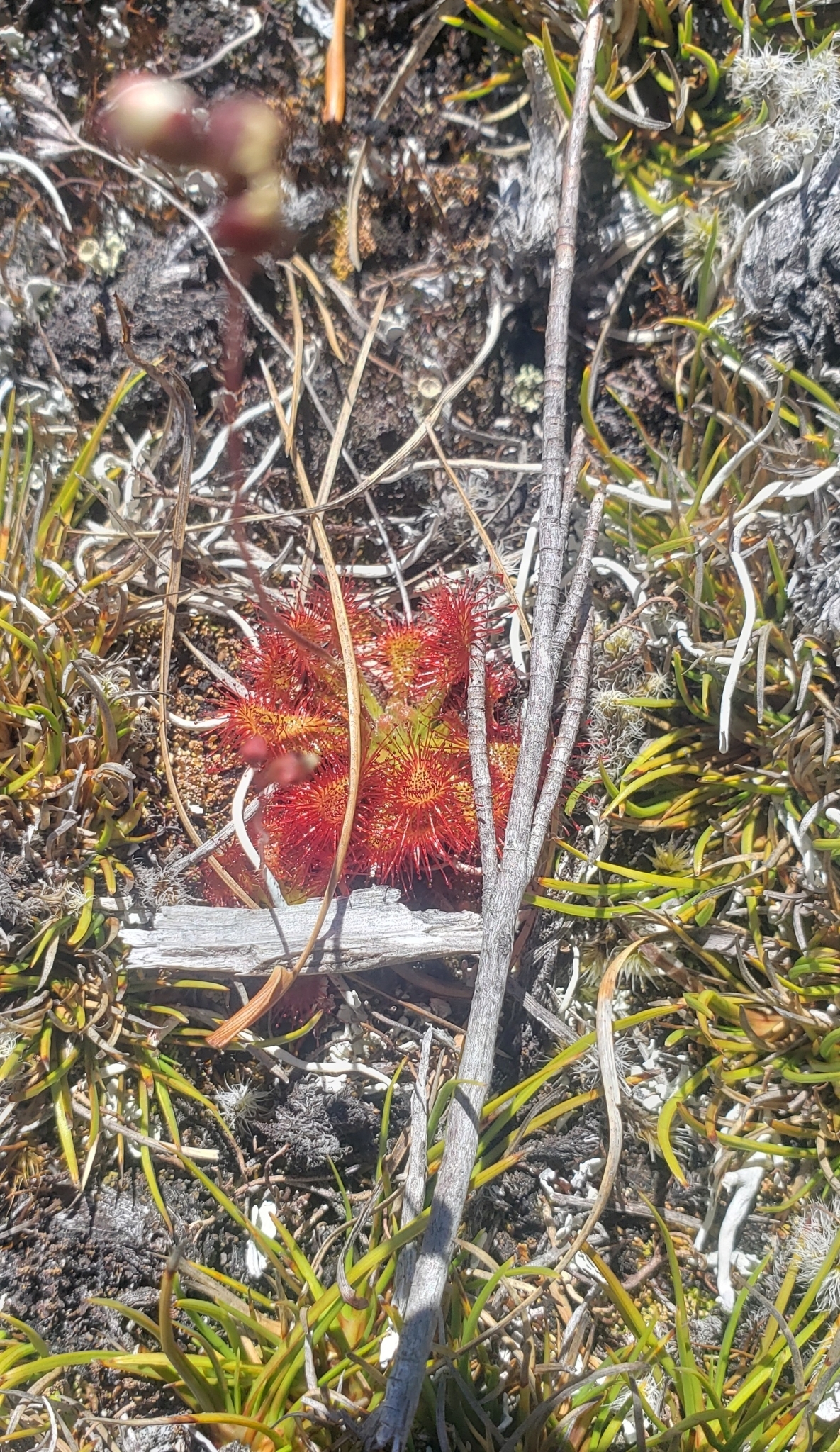 Imagem de Drosera espatulada