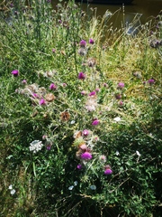 Carduus nutans nutans