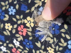 Carduus nutans nutans