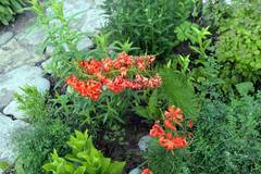 Lilium pumilum