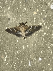 Desmia ufeus