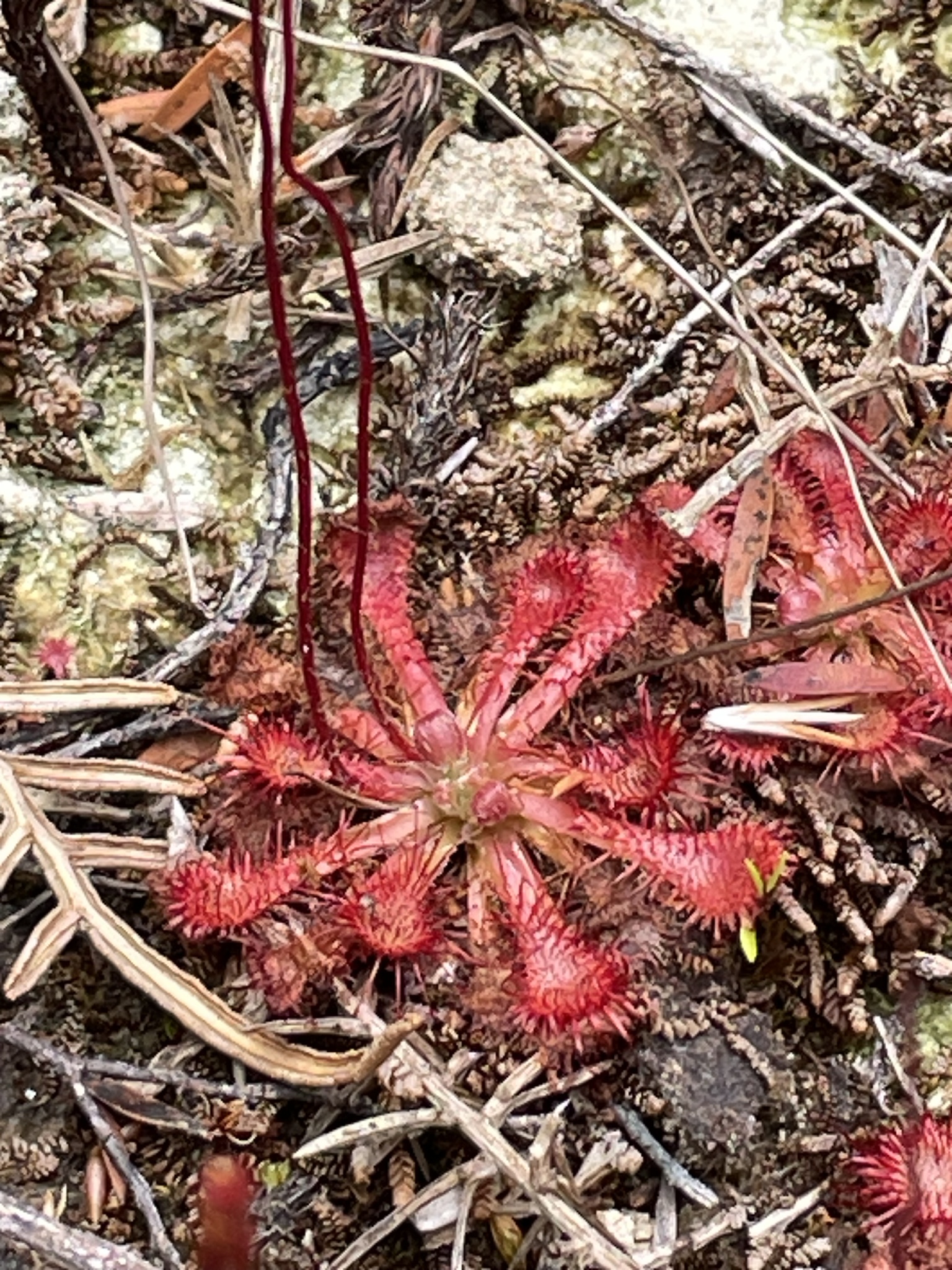 Imagem de Drosera espatulada