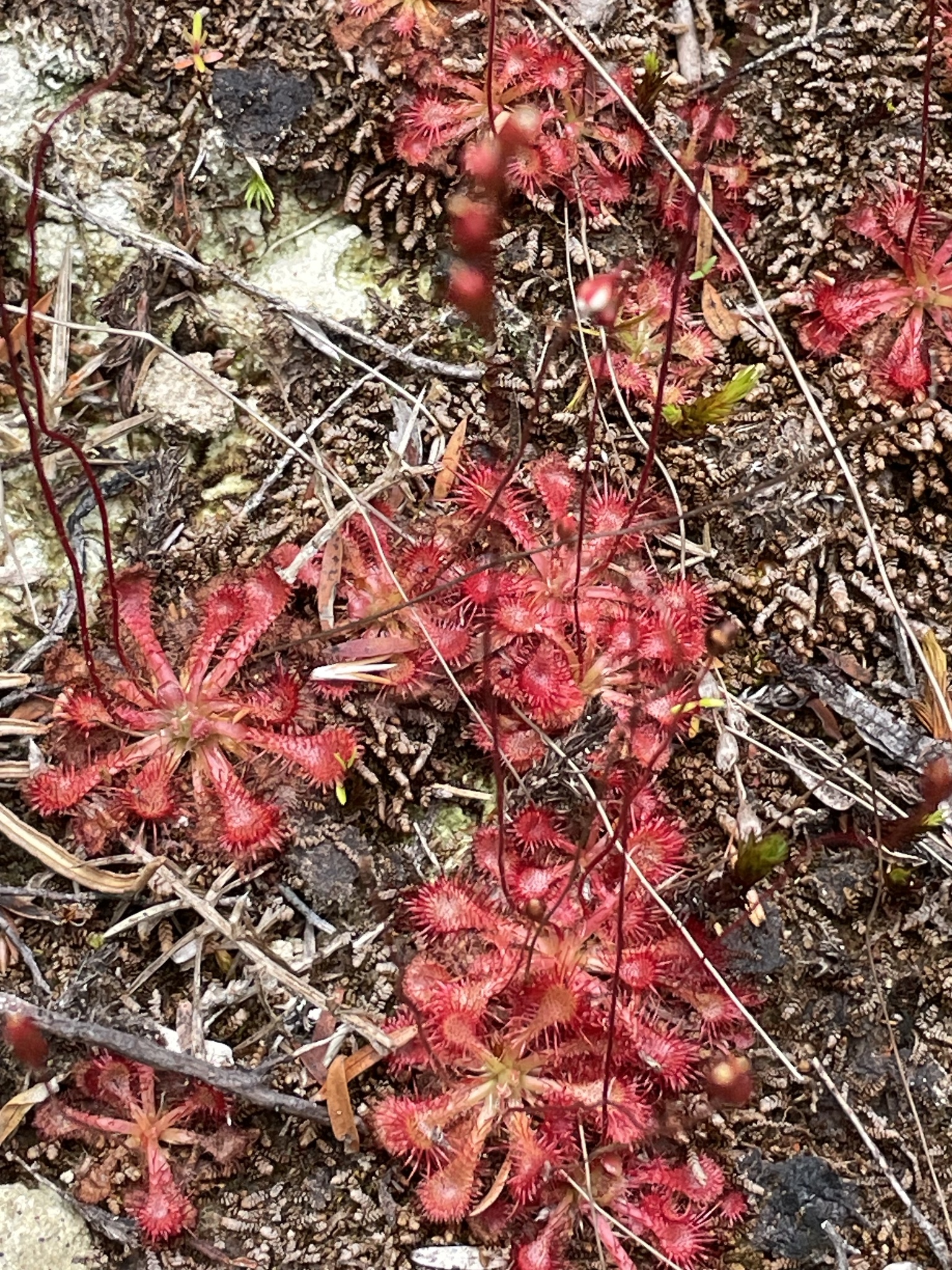 Imagem de Drosera espatulada