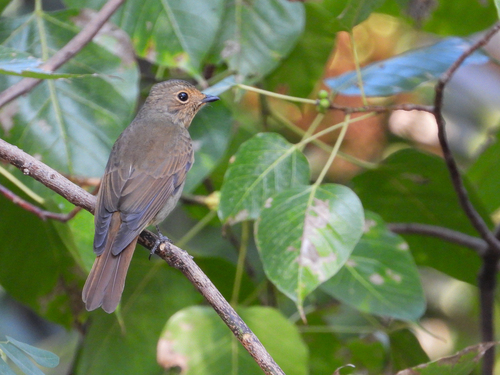 Chinese Vivid Niltava (Niltava oatesi), photo 2