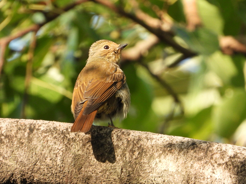 Chinese Vivid Niltava (Niltava oatesi), photo 2