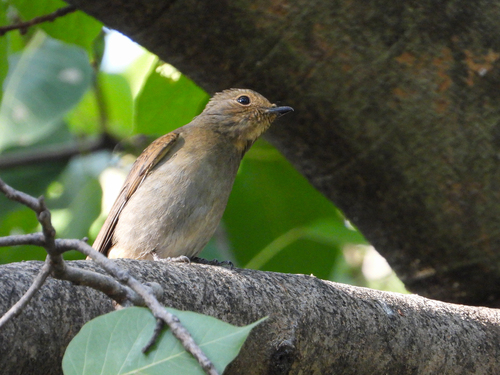 Chinese Vivid Niltava (Niltava oatesi), photo 8