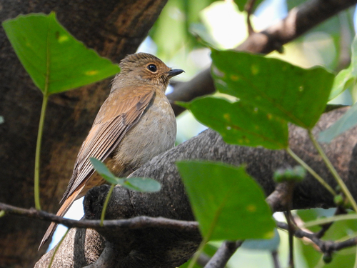Chinese Vivid Niltava (Niltava oatesi), photo 7
