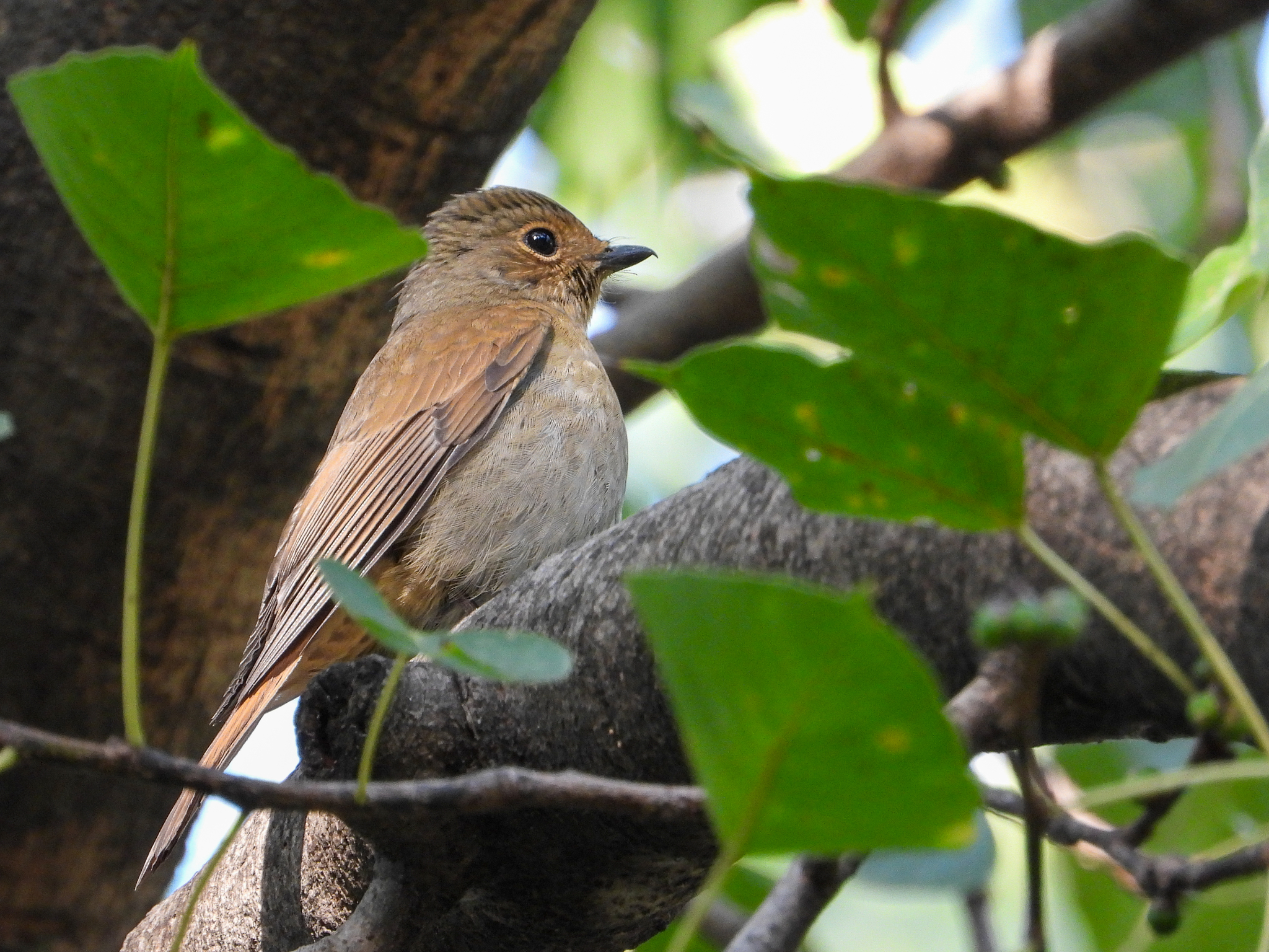 Chinese Vivid Niltava