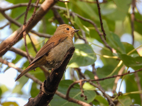 Chinese Vivid Niltava (Niltava oatesi), photo 9