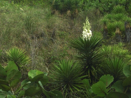 Image of Yucca aloifolia by no rights reserved
