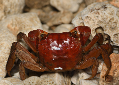 Orisarma intermedium