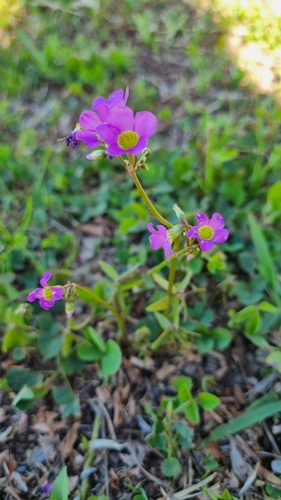 Foto de Azedinha ou Trevo