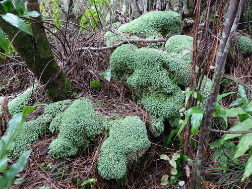 Leucobryum javense