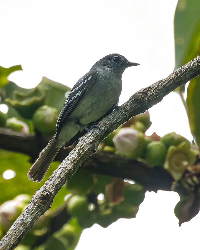 Choco Elaenia (Myiopagis parambae) photo