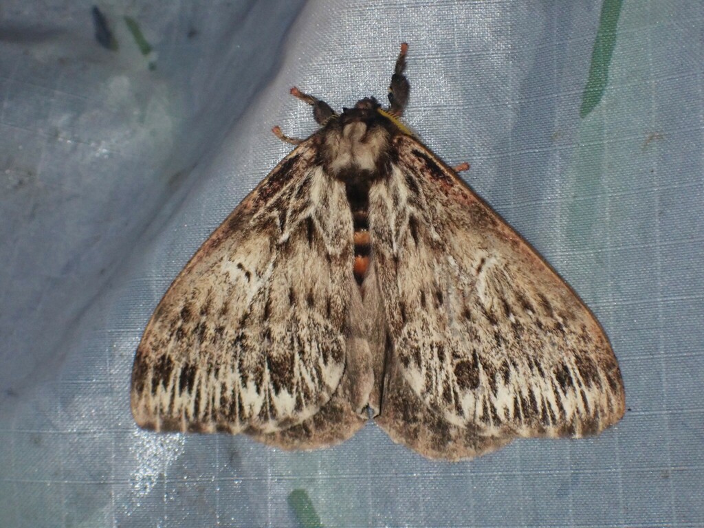 Dirphia radiata