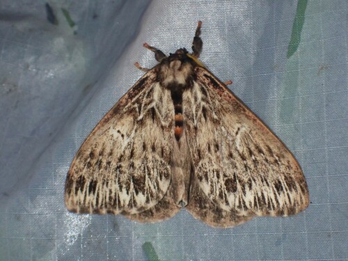 Dirphia radiata