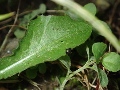 Halticini