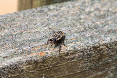 Sphenophorus australis
