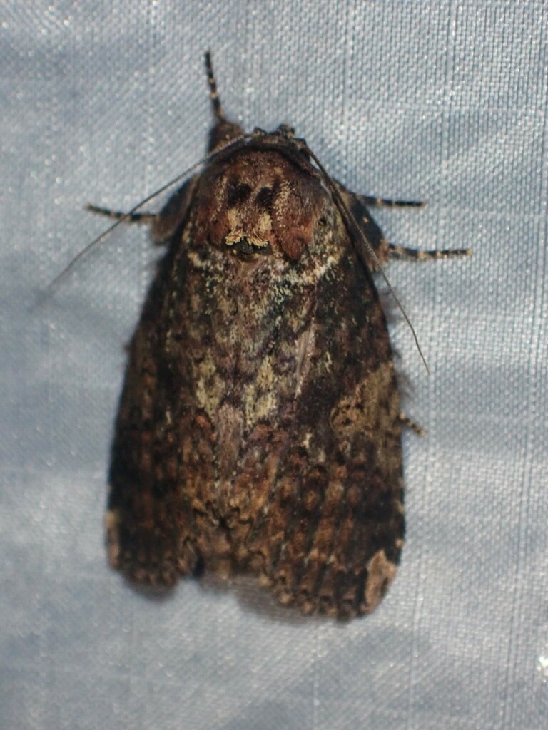 Disphragis onerosa