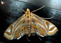 Eoophyla gibbosalis