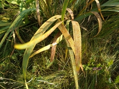 Puccinia iridis