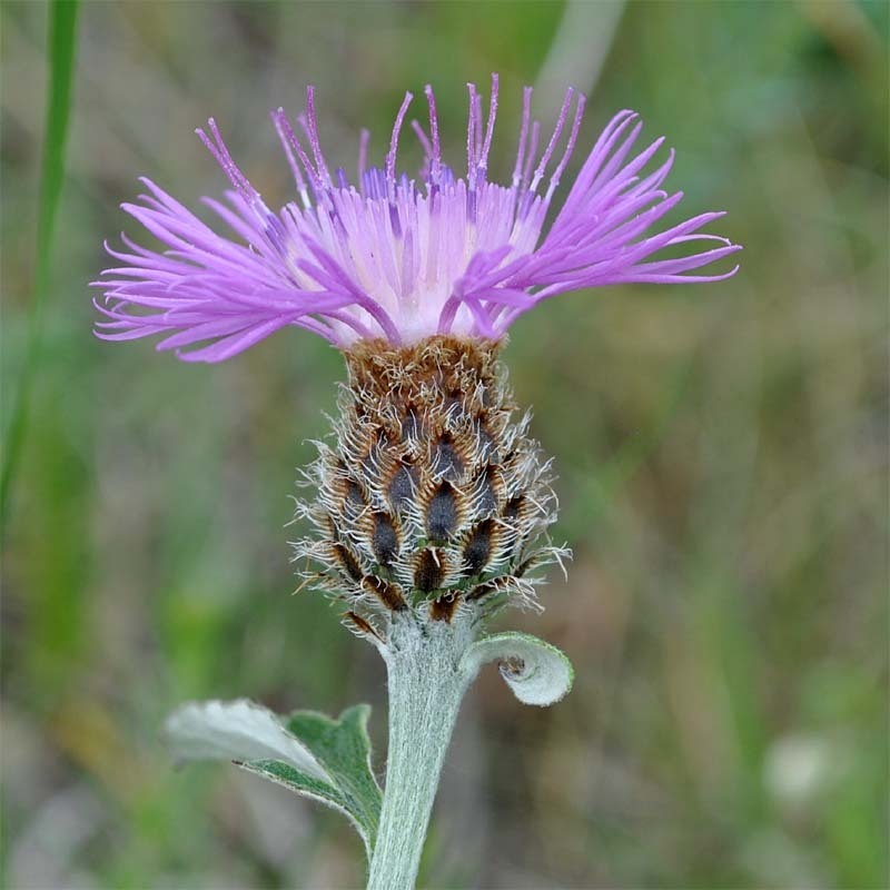Psephellus carthalinicus