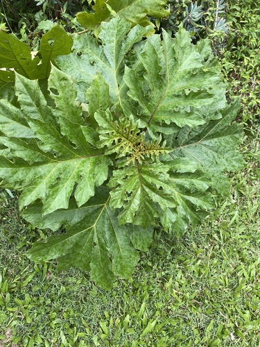 Foto de Fumacinha