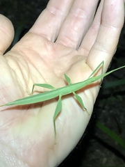 Tropidoderus childrenii