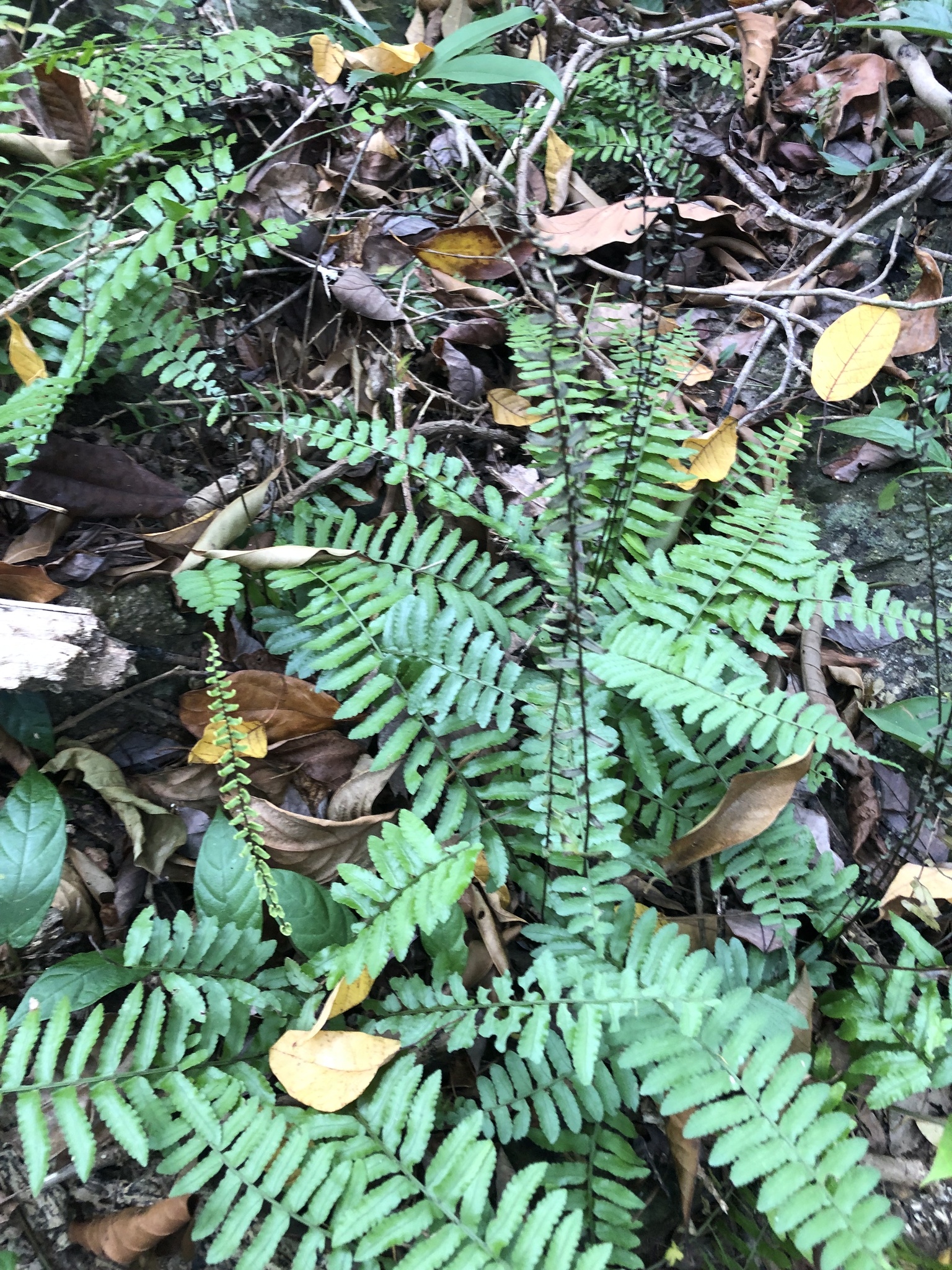 Bolbitis appendiculata — ảnh 2