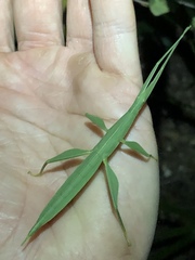 Tropidoderus childrenii