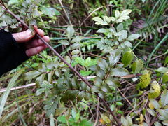 Pterophylla sylvicola