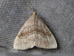 Phalaenostola metonalis